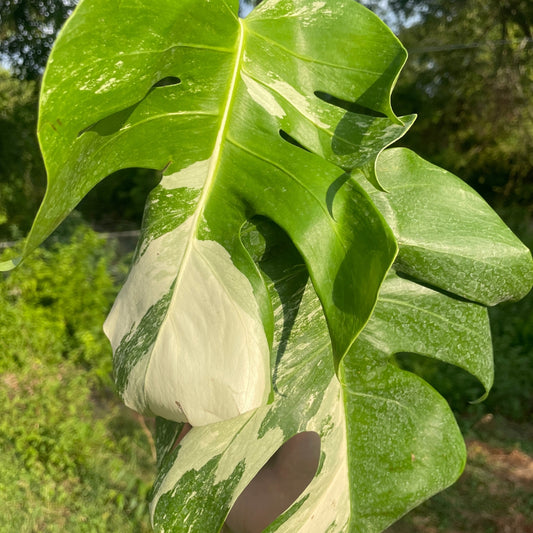 Monstera Albo - 6"