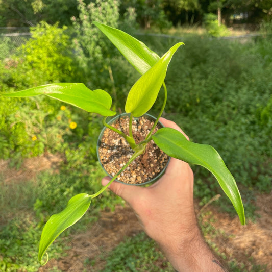 Monstera Burle Marx Flame - 4"