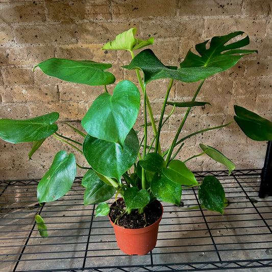 Monstera Deliciosa - 6"