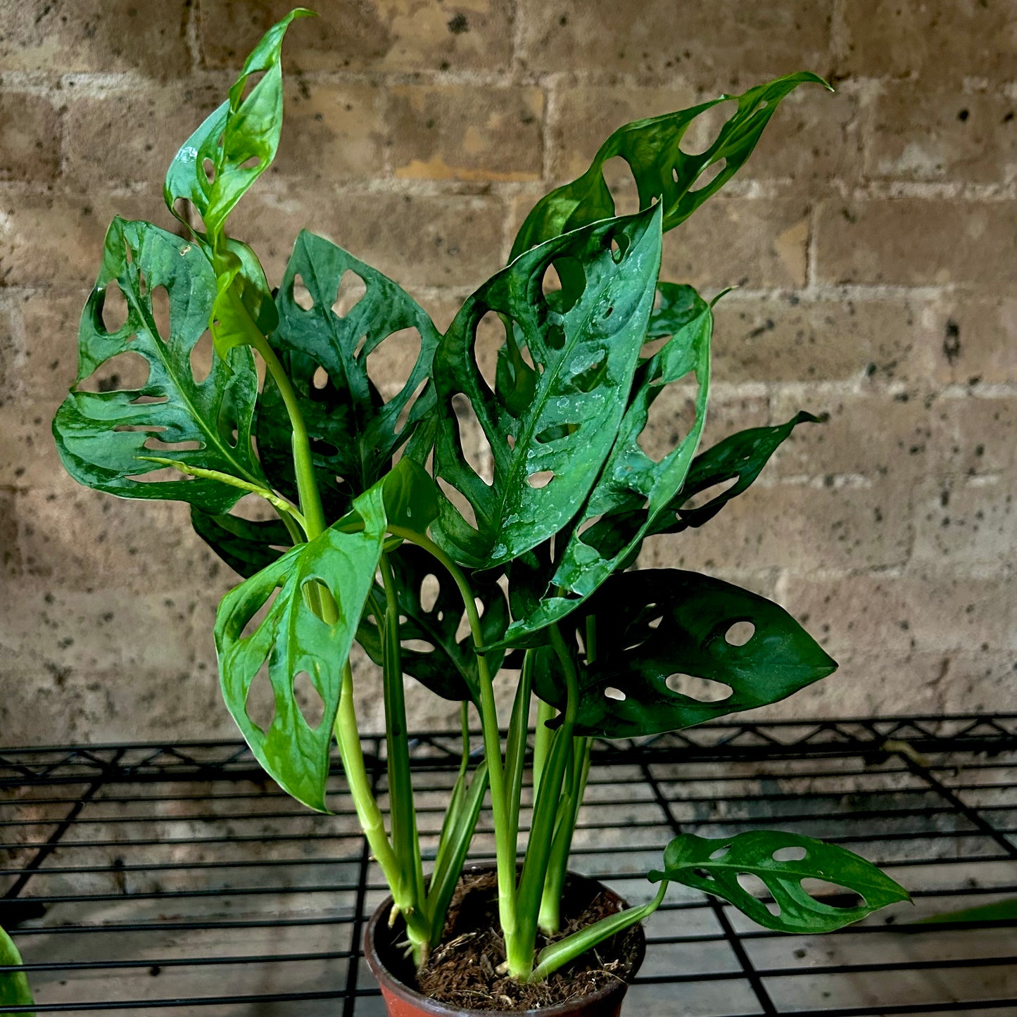 Swiss Cheese Monstera - 4"