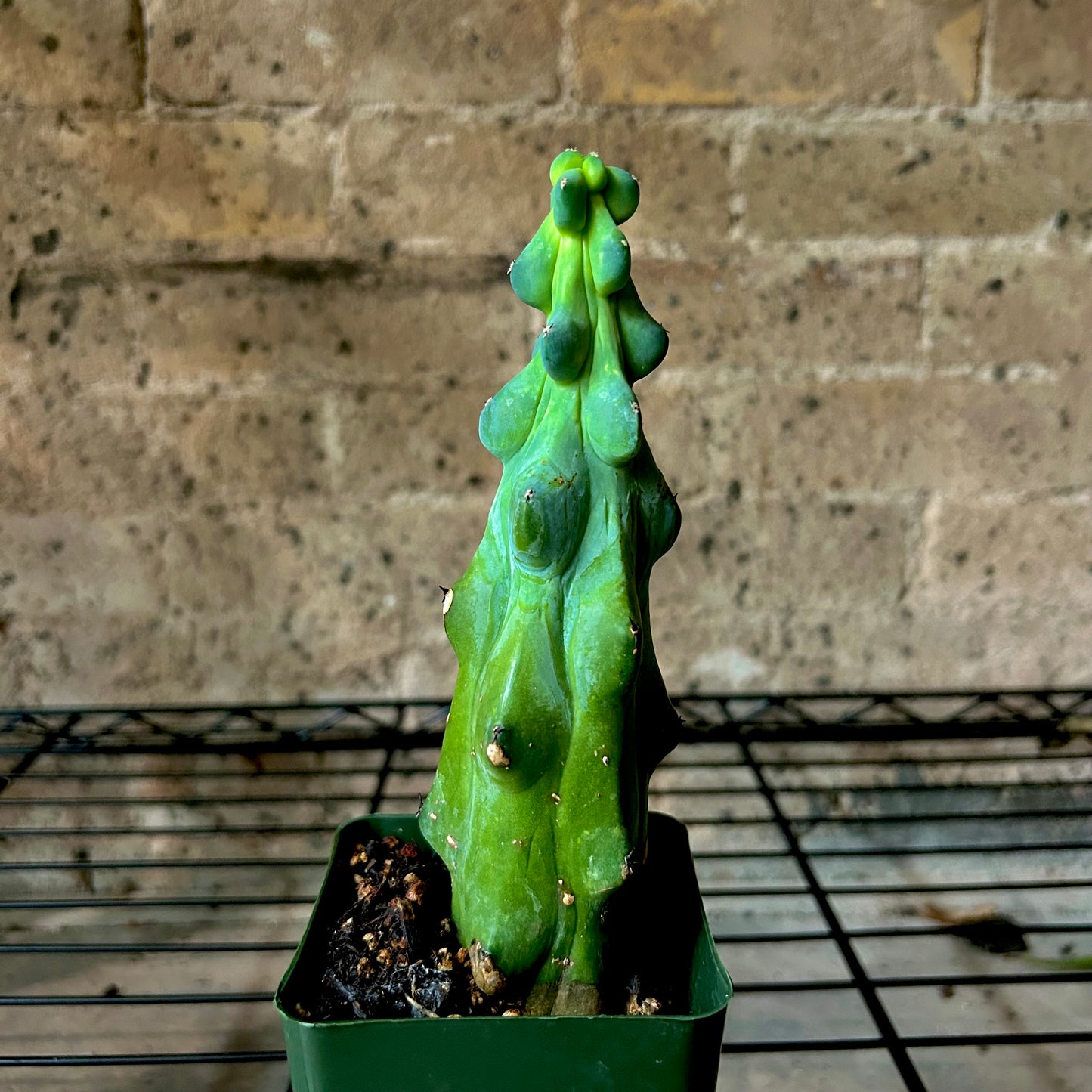 Boobie Cactus - 4"