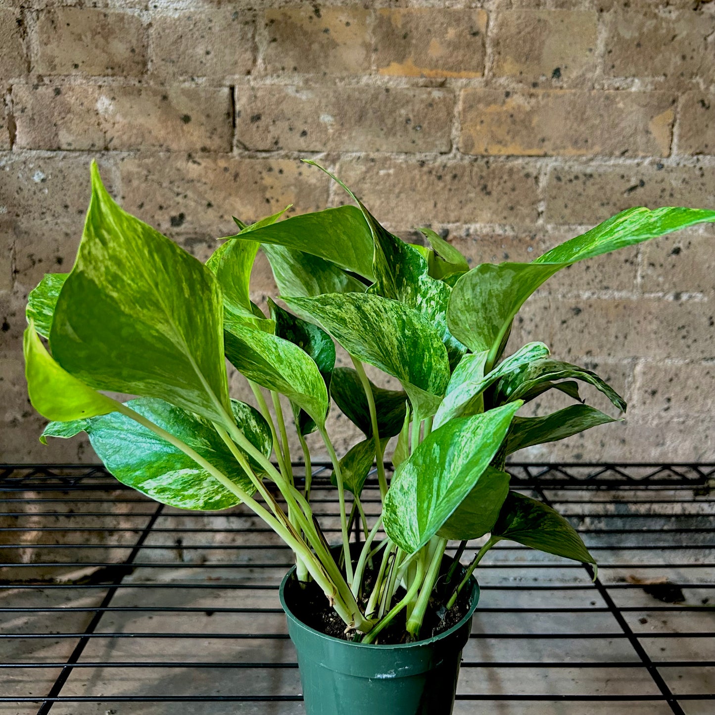 Pothos Marble Queen - 4"