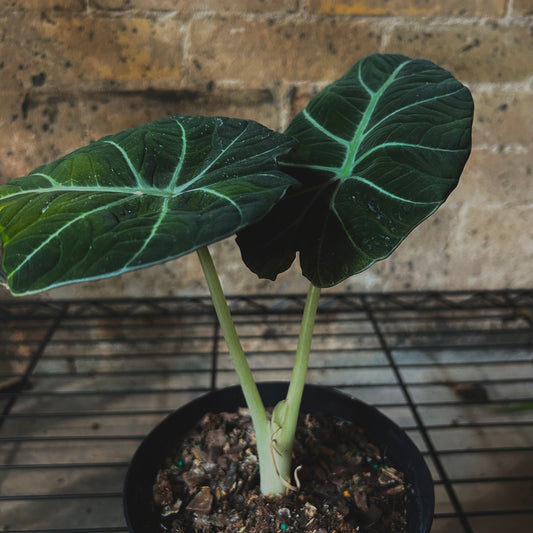 Alocasia Black Velvet - 6"