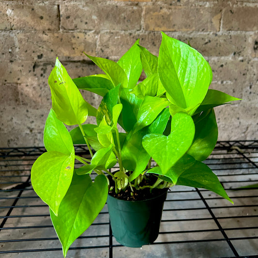 Neon Pothos - 4"