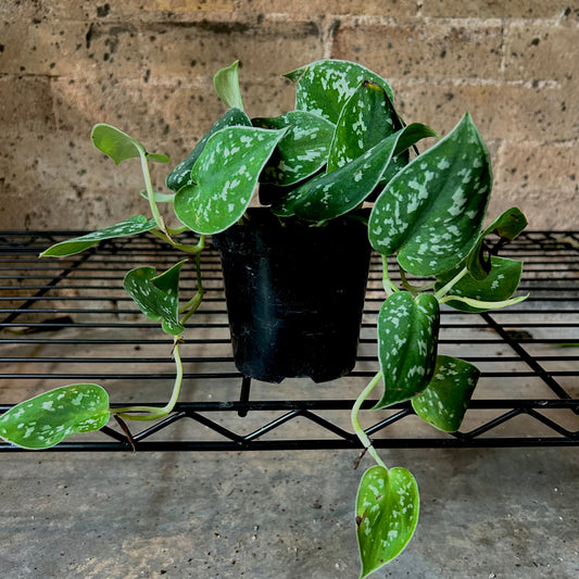 Satin Pothos - 4"