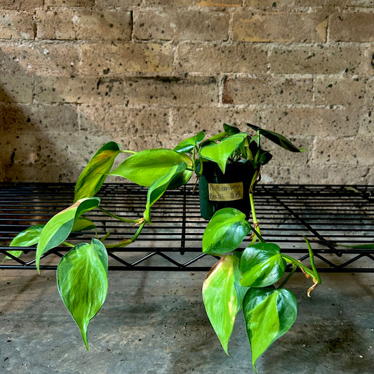 Philodendron Brazil - 4"