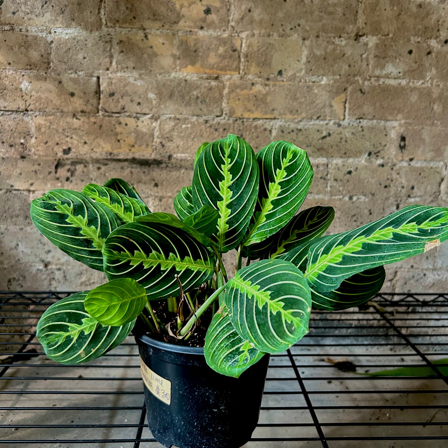 Maranta Lemon Lime - 6"