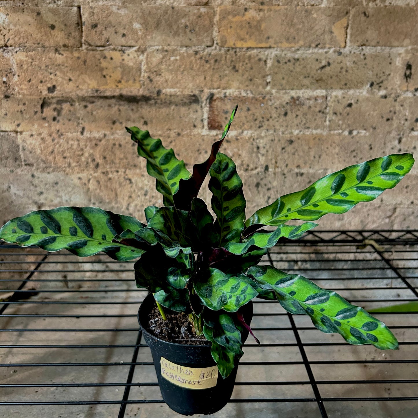 Rattlesnake Plant 4"