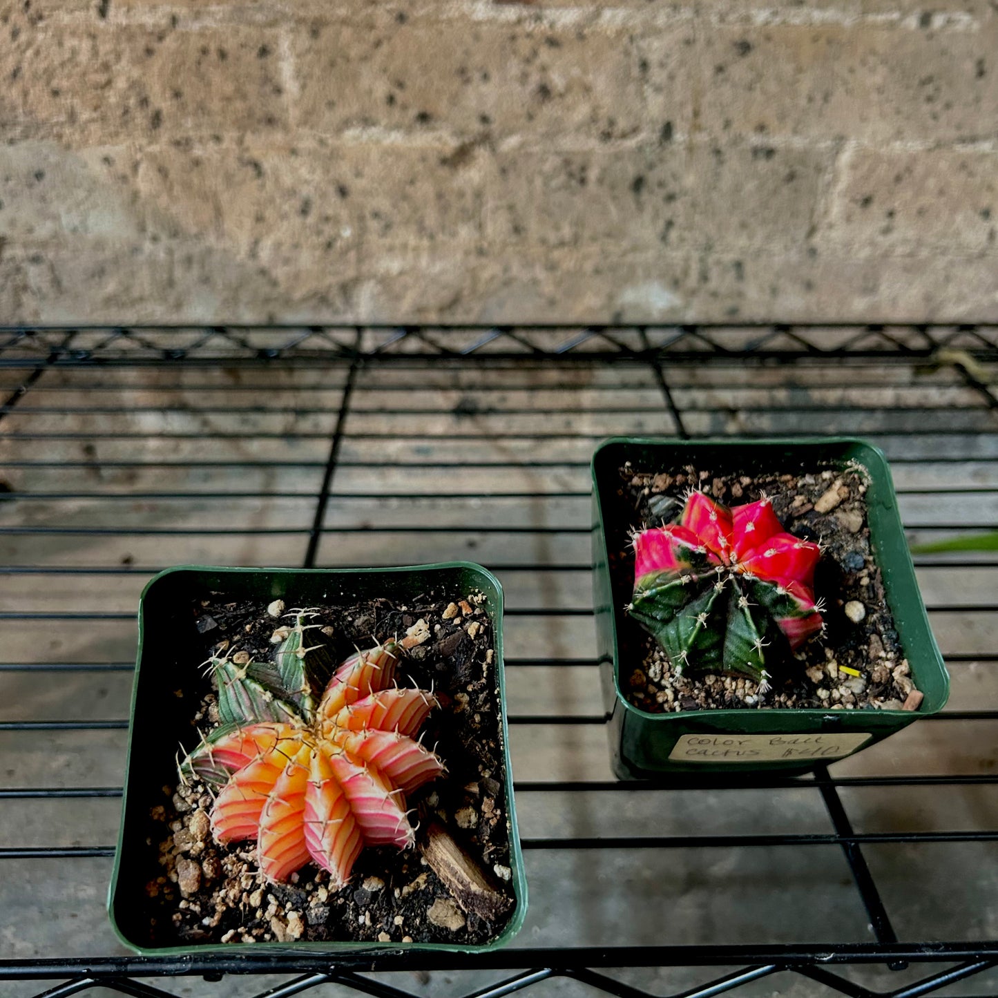 Variegated Moon Cactus - 4"