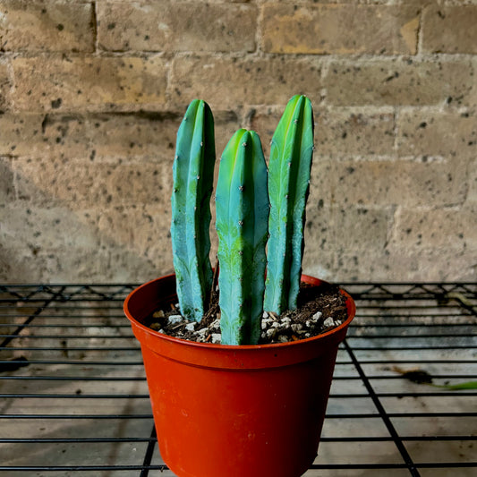 Blue Myrtle Cactus - 6" (triple)