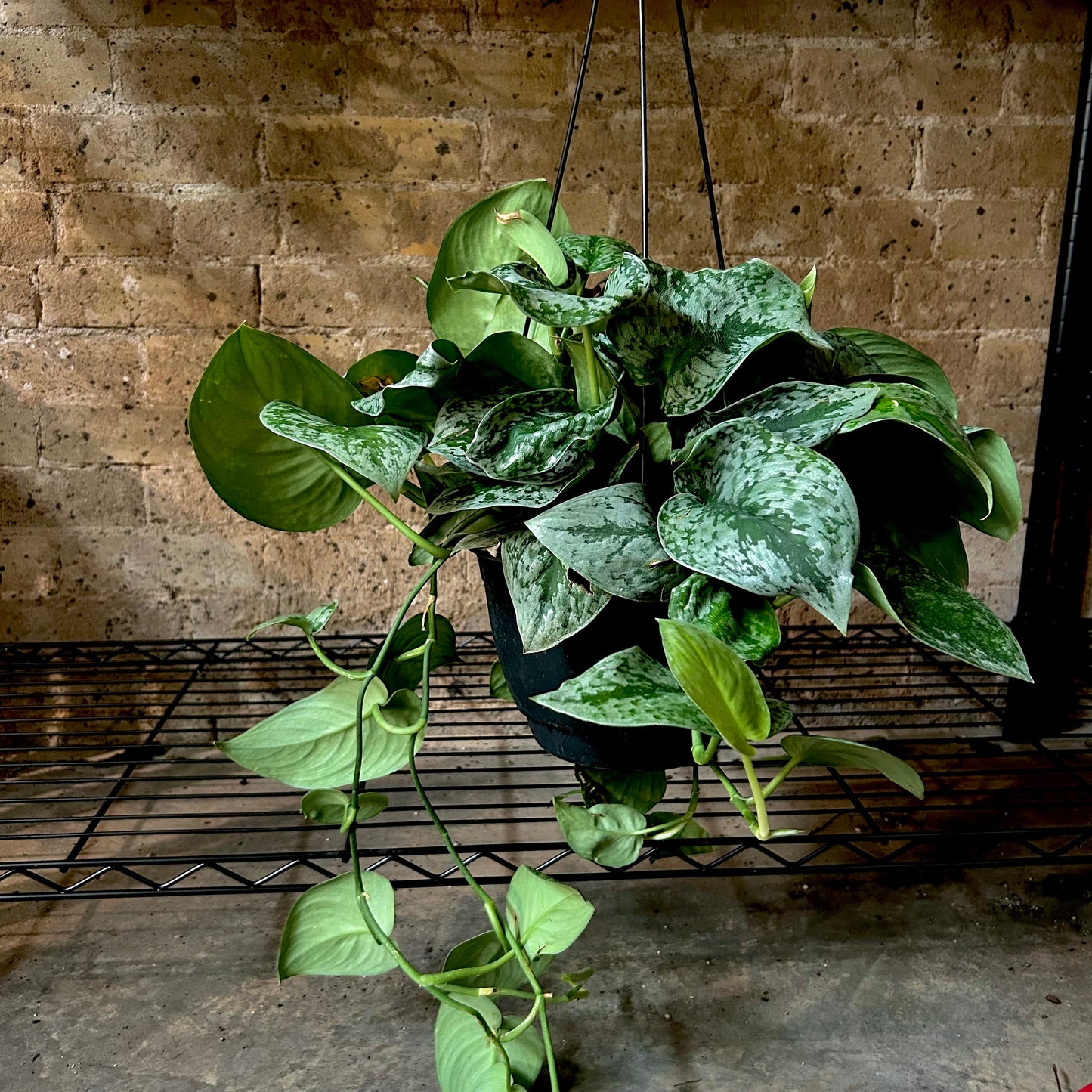 Pothos Silver Splash - 8"