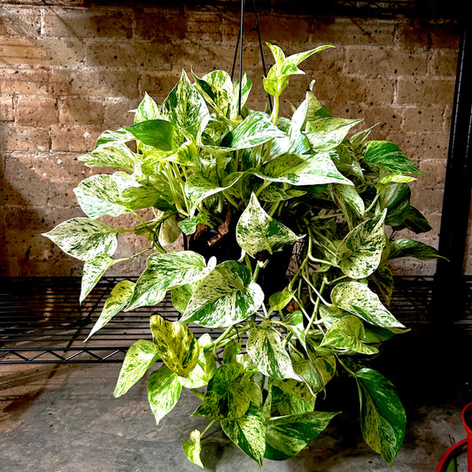 Pothos Marble Queen - 8"