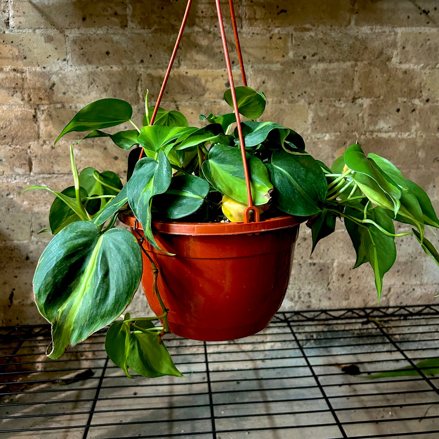 Philodendron Brazil - 8"