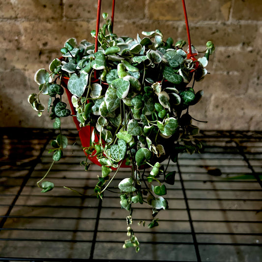 String of Hearts Variegated - 6" Hanging