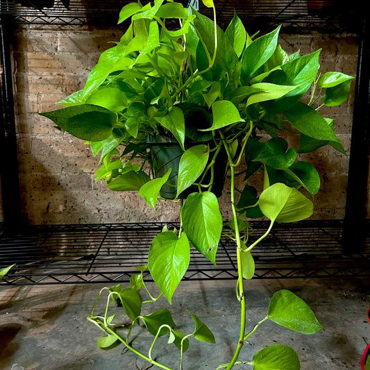 Neon Pothos - 8"