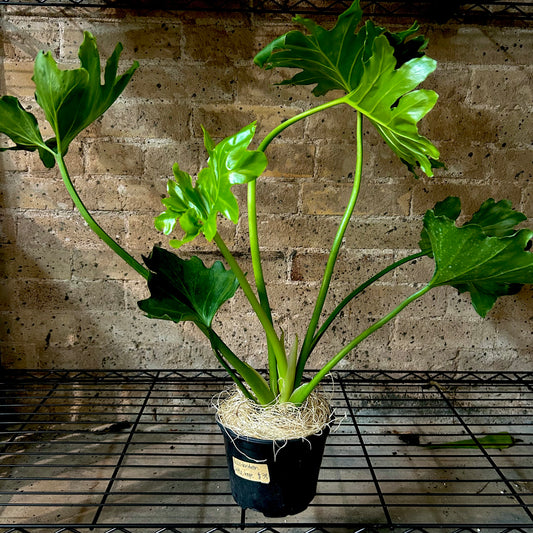 Philodendron Little Hope - 6"