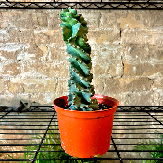 Spiral Cactus - 6"