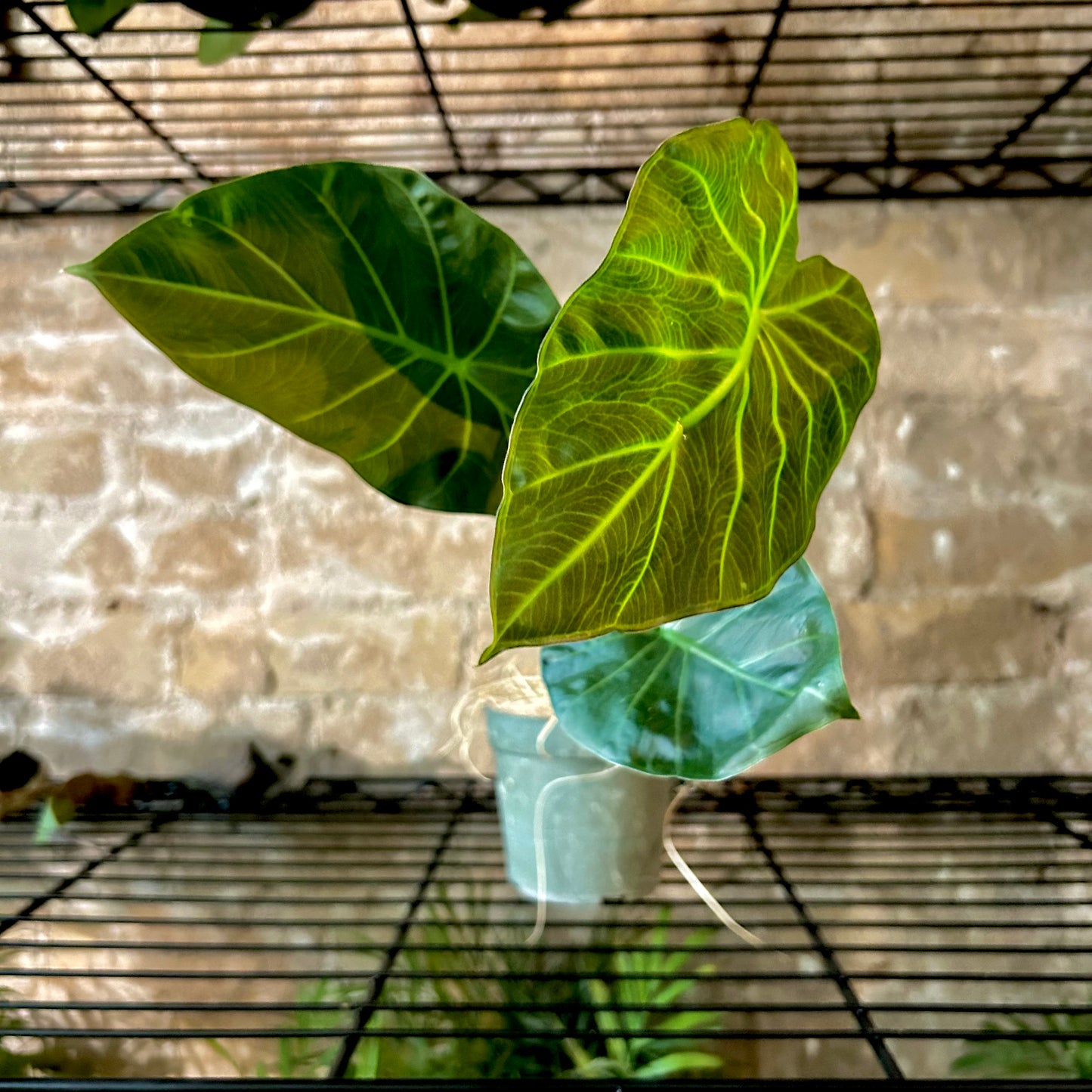 Alocasia Elephant Ear - 4"