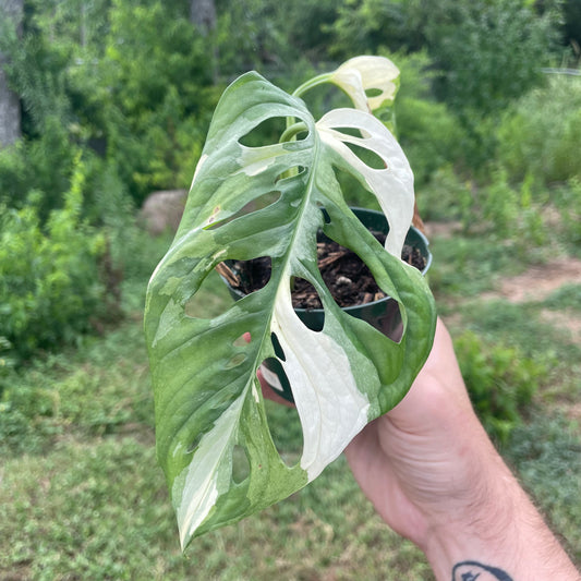 Monstera Adansonii Albo Variegated - 4"