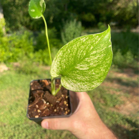 Monstera Mint Variegated - 4"