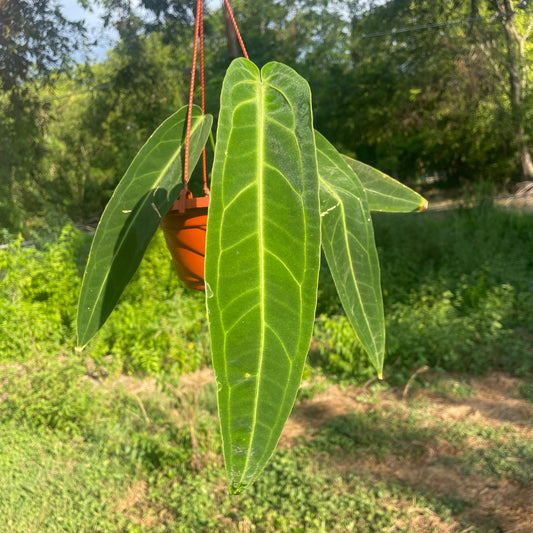 Anthurium Warocqueanum - 6" Hanging