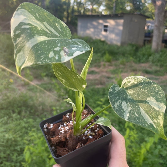 Thai Constellation Monstera - 4"