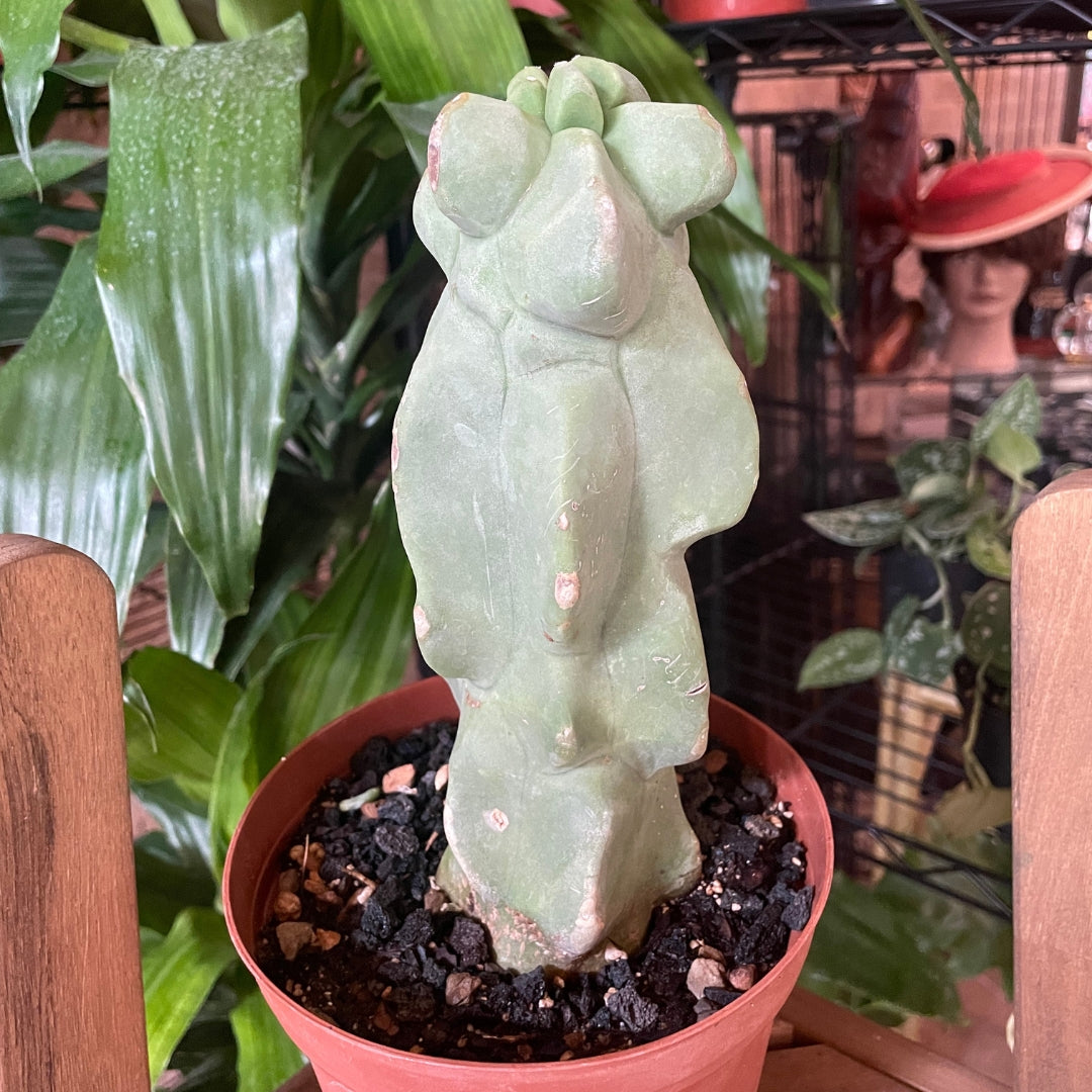 Totem Cactus - 6"