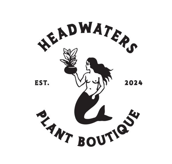 Headwaters Plant Boutique