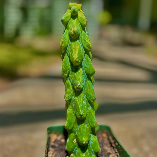 Variegated Boobie Cactus - 4"