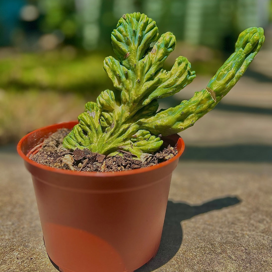 Variegated Crested Blue Myrtle Cactus - 6 inch