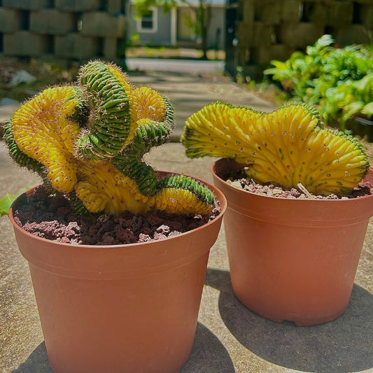 Variegated Crested San Pedro Cactus - 6"