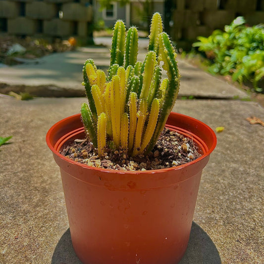 Variegated Fairy Castle Cactus - 6 inch